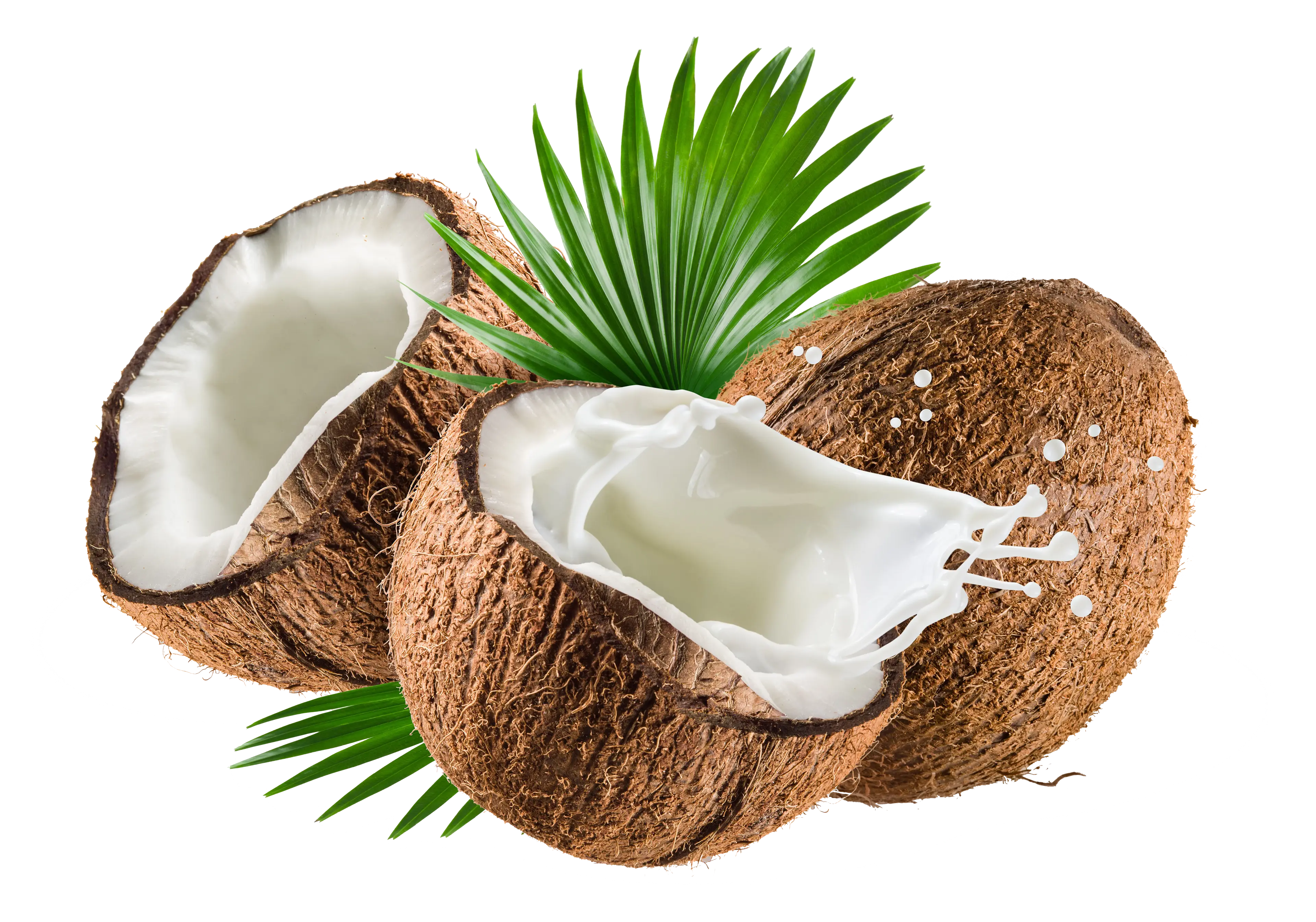 Premium Fresh Coconuts from Borneo